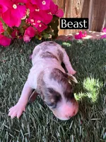 Ariel (roughly 15 lbs), a female Poodle - Miniature  for sale in Bakersfield, CA – 1 of 1