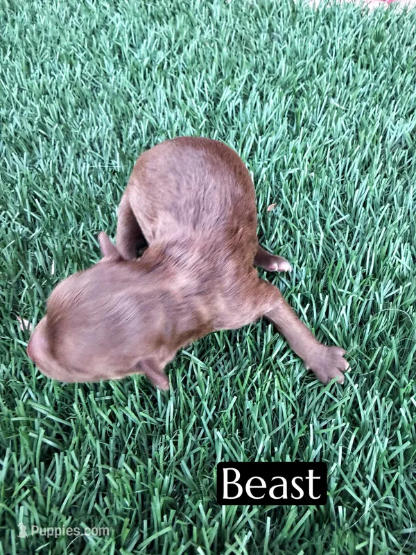Beast – Miniature Aussiedoodle puppy for sale in Bakersfield, CA