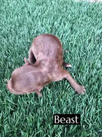 Beast, a male Miniature Aussiedoodle for sale in Bakersfield, CA – 1 of 2