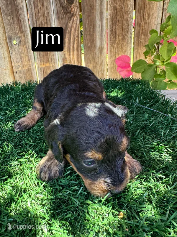 Jim (roughly 15 lbs) – Miniature Aussiedoodle puppy on hold in Bakersfield, CA