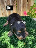 Jim (roughly 15 lbs), a female Miniature Aussiedoodle for sale in Bakersfield, CA – 1 of 3