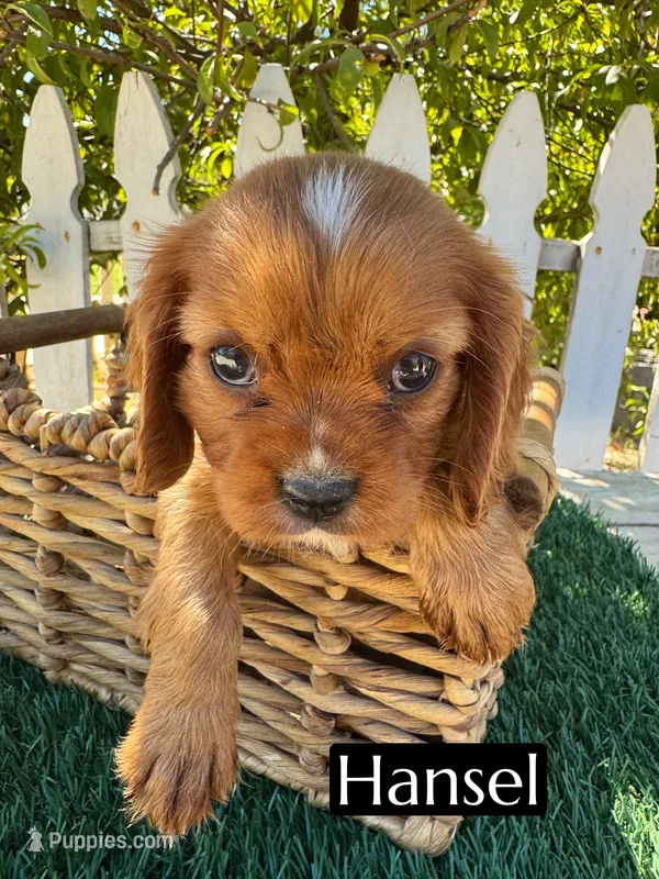 AKC Hansel – Cavalier King Charles Spaniel puppy for sale in Bakersfield, CA