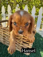 AKC Hansel, a male Cavalier King Charles Spaniel for sale in Bakersfield, CA – 1 of 6
