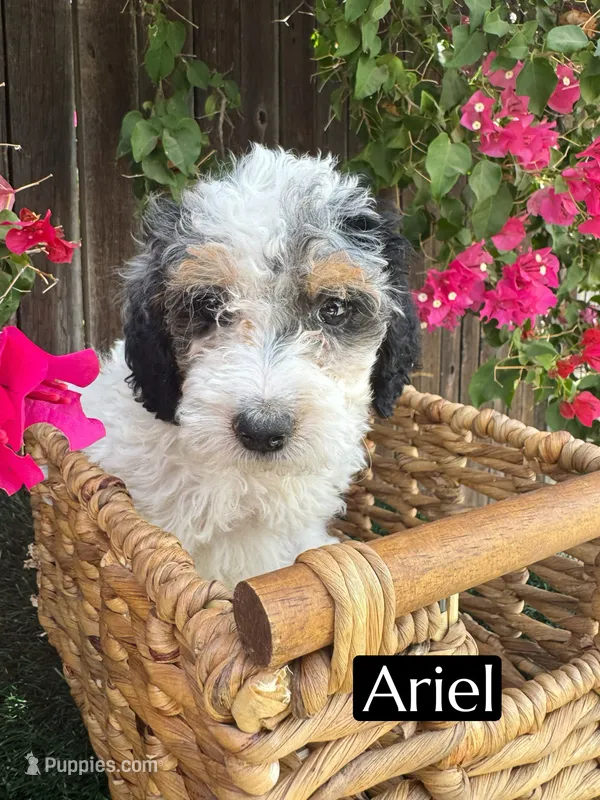 Ariel (roughly 15 lbs) – Poodle - Miniature  puppy on hold in Bakersfield, CA