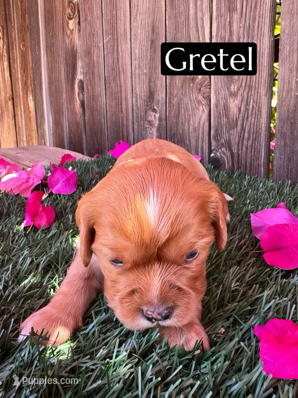 AKC Gretel – Cavalier King Charles Spaniel puppy for sale in Bakersfield, CA