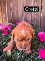 AKC Gretel (Mm Bb kyky atat Ssp), a female Cavalier King Charles Spaniel for sale in Bakersfield, CA – 1 of 3