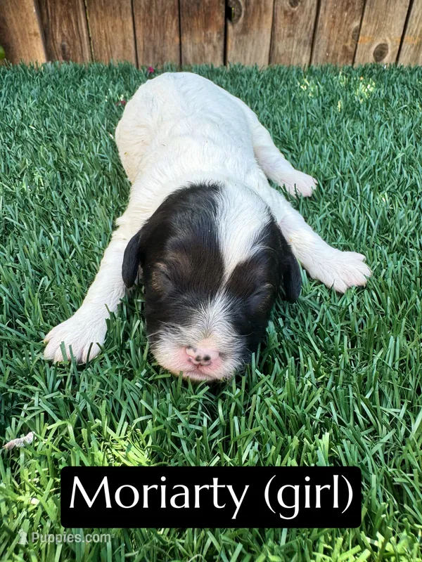 Moriarty – Cavapoo puppy for sale in Bakersfield, CA
