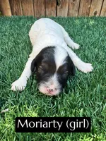 Dolly, a female Cavapoo for sale in Bakersfield, CA – 5 of 6