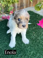 Enola, a female Cavapoo for sale in Bakersfield, CA – 3 of 3