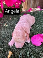 Angela (roughly 15 lbs), a female Miniature Aussiedoodle for sale in Bakersfield, CA – 1 of 1