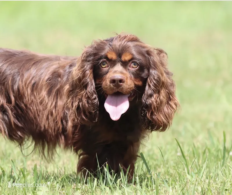 CVP Odin (AKC) – Cavalier King Charles Spaniel puppy for sale in Bakersfield, CA