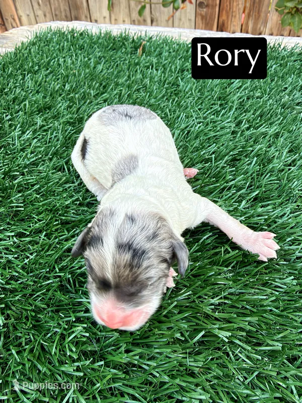 Rory (10-12 lbs), a female Cavapoo for sale in Bakersfield, CA – 1 of 1