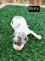 Rory (10-12 lbs), a female Cavapoo for sale in Bakersfield, CA – 1 of 1