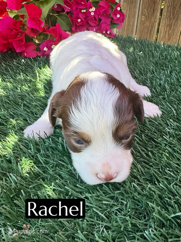 Rachel (10 lbs) – Miniature Aussiedoodle puppy for sale in Bakersfield, CA