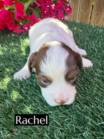 Rachel (10 lbs), a female Miniature Aussiedoodle for sale in Bakersfield, CA – 3 of 6