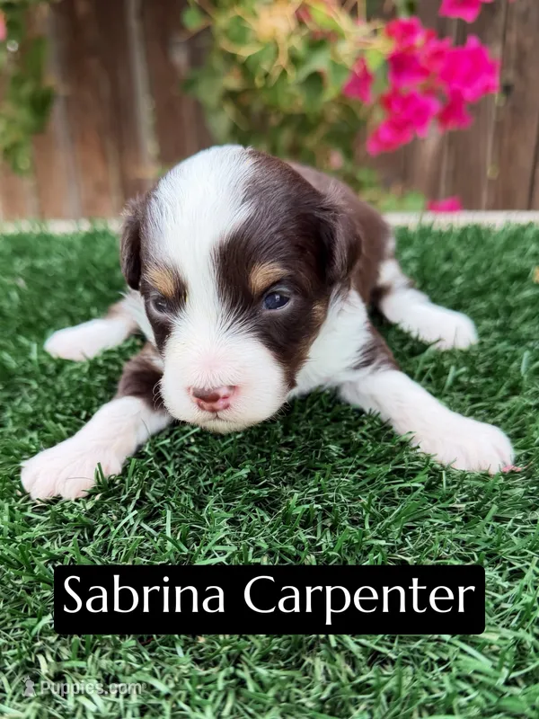 Sabrina Carpenter (15-18 lbs) – Miniature Aussiedoodle puppy for sale in Bakersfield, CA