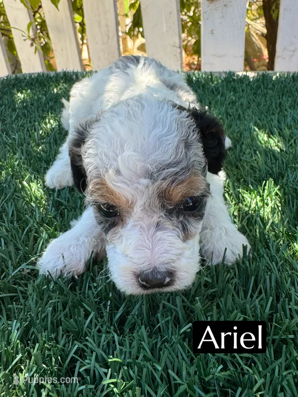 Ariel (roughly 15 lbs) – Poodle - Miniature  puppy for sale in Bakersfield, CA