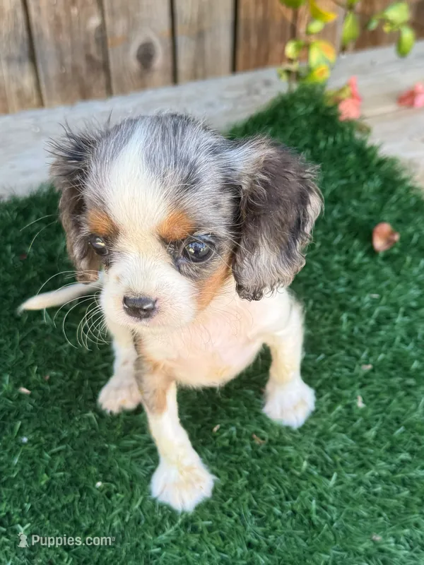 Beth – Cavalier King Charles Spaniel puppy for sale in Bakersfield, CA