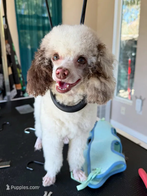 Mav AKC 5 lbs – Poodle - Toy  puppy for sale in Bakersfield, CA