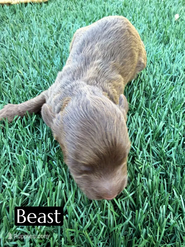 Beast – Miniature Aussiedoodle puppy for sale in Bakersfield, CA