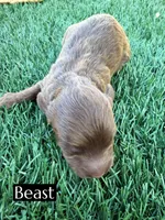 Beast (15 lbs), a male Miniature Aussiedoodle for sale in Bakersfield, CA – 1 of 3