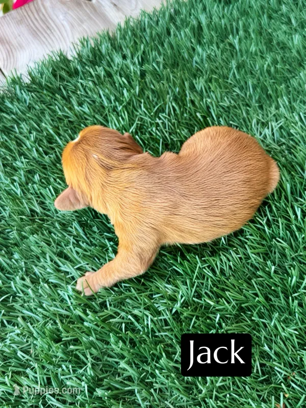 AKC Jack – Cavalier King Charles Spaniel puppy for sale in Bakersfield, CA