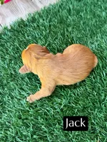AKC Jack, a male Cavalier King Charles Spaniel for sale in Bakersfield, CA – 1 of 1