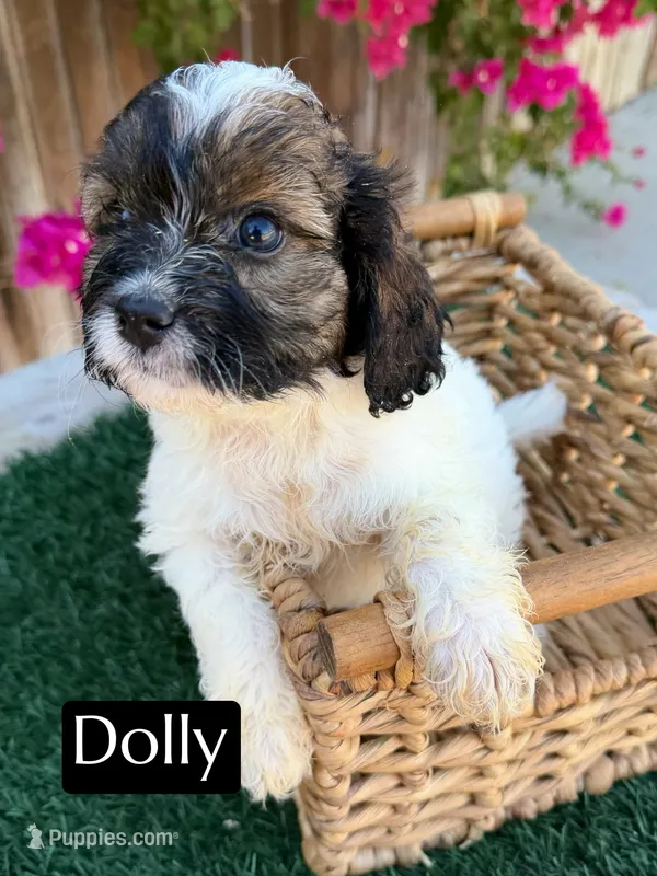 Dolly – Cavapoo puppy for sale in Bakersfield, CA