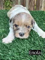 Enola, a female Cavapoo for sale in Bakersfield, CA – 2 of 3