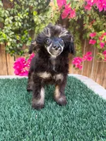 Sweetie, a female Poodle - Toy  for sale in Bakersfield, CA – 2 of 2