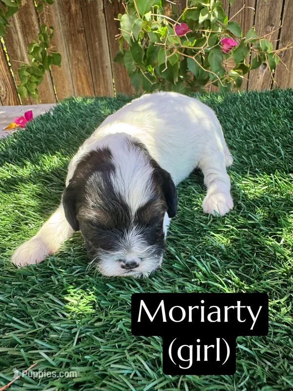 Moriarty – Cavapoo puppy for sale in Bakersfield, CA