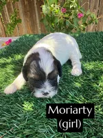 Dolly, a female Cavapoo for sale in Bakersfield, CA – 4 of 6