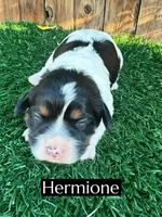Hermione (15 lbs), a female Cavapoo for sale in Bakersfield, CA – Photo 1 of 2