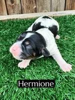 Hermione (15 lbs), a female Cavapoo for sale in Bakersfield, CA – Photo 2 of 2