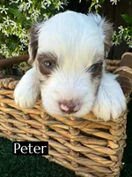 Peter (10-15 lbs), a male Miniature Aussiedoodle for sale in Bakersfield, CA – Photo 2 of 5