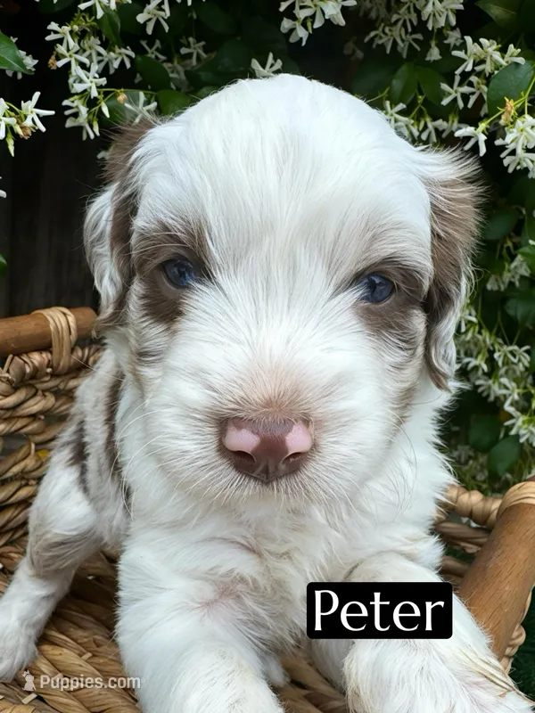 Peter (10-15 lbs) – Miniature Aussiedoodle puppy for sale in Bakersfield, CA