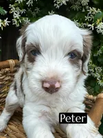 Peter (10-15 lbs), a male Miniature Aussiedoodle for sale in Bakersfield, CA – Photo 1 of 5