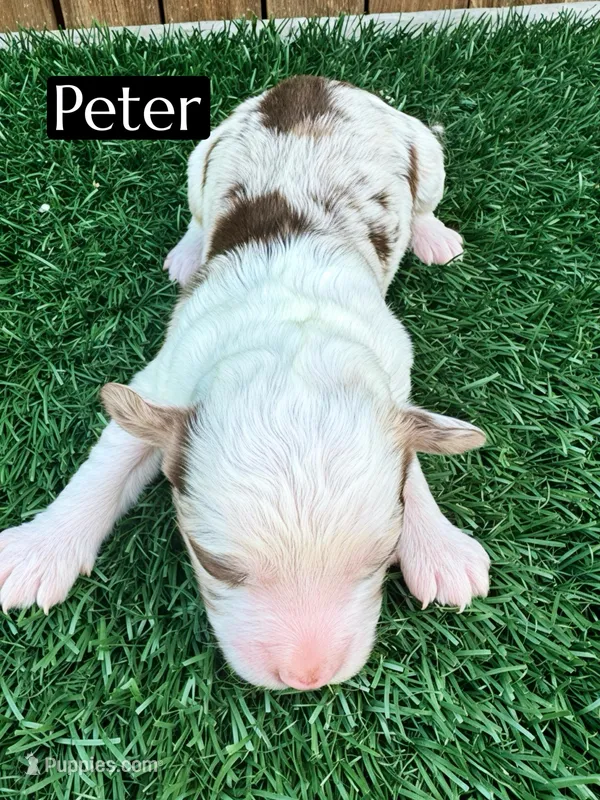Peter (10-15 lbs) – Miniature Aussiedoodle puppy for sale in Bakersfield, CA