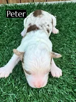 Peter (10-15 lbs), a male Miniature Aussiedoodle for sale in Bakersfield, CA – Photo 2 of 3
