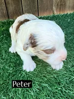 Peter (10-15 lbs), a male Miniature Aussiedoodle for sale in Bakersfield, CA – Photo 1 of 3
