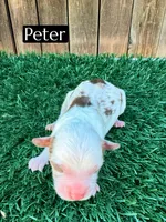 Peter (10-15 lbs), a male Miniature Aussiedoodle for sale in Bakersfield, CA – Photo 3 of 3