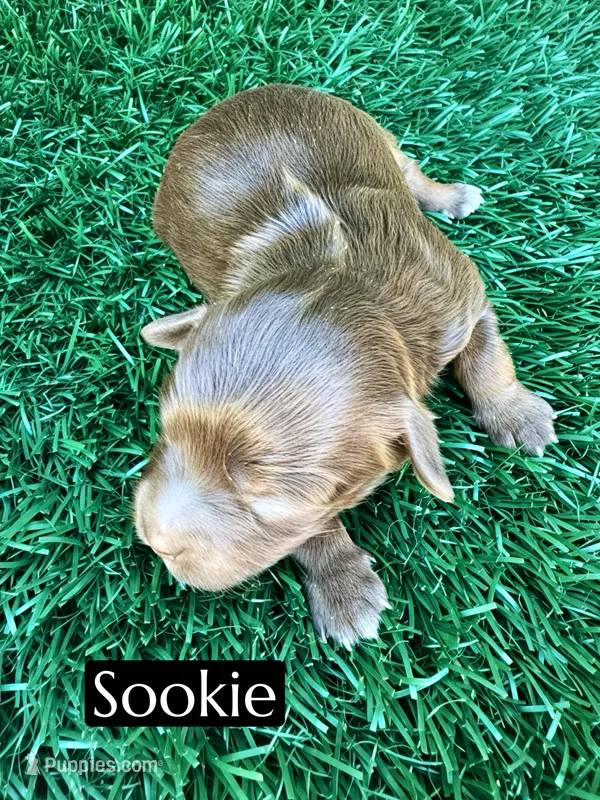 Sookie (15-20 lbs), a female Miniature Bernedoodle for sale in Bakersfield, CA – Photo 1 of 1
