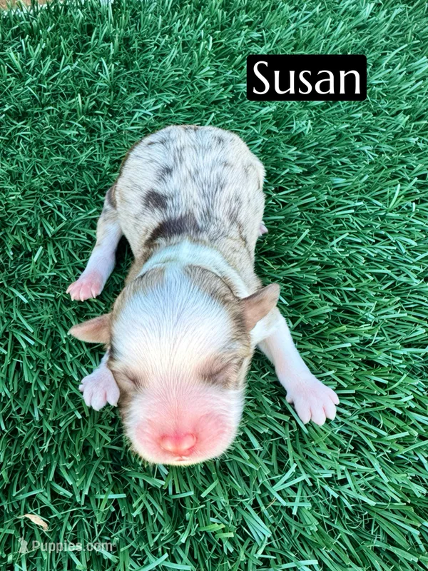 Susan (10-15 lbs) – Miniature Aussiedoodle puppy for sale in Bakersfield, CA