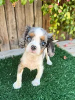Beth, a female Cavalier King Charles Spaniel for sale in Bakersfield, CA – 2 of 2