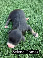 Selena Gomez (15-18 lbs), a female Miniature Aussiedoodle for sale in Bakersfield, CA – 1 of 1