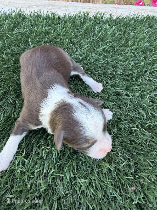 Sabrina Carpenter (15-18 lbs) – Miniature Aussiedoodle puppy for sale in Bakersfield, CA