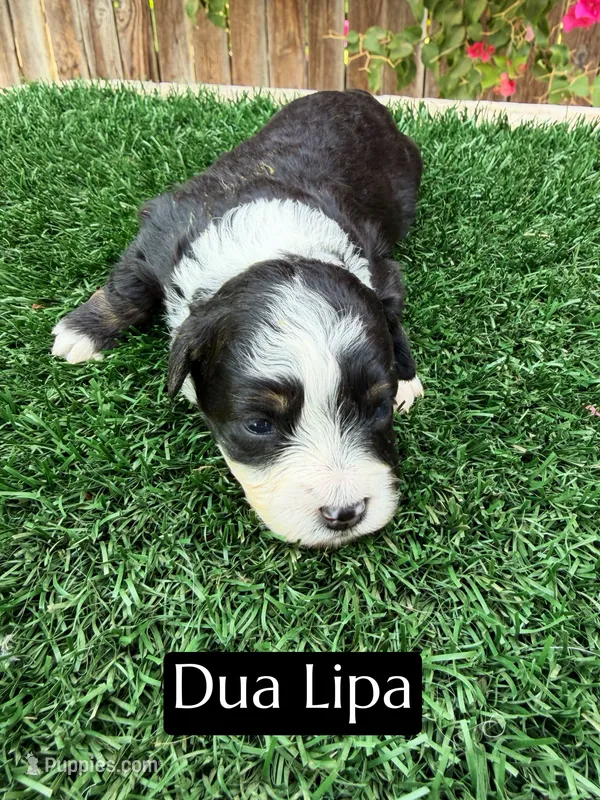 Dua Lipa (10 lbs) – Miniature Aussiedoodle puppy for sale in Bakersfield, CA
