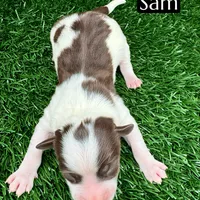 Sam (15 lbs), a male Miniature Aussiedoodle for sale in Bakersfield, CA – Photo 2 of 2