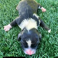 Jasmine (10-12 lbs), a female Miniature Aussiedoodle for sale in Bakersfield, CA – Photo 2 of 2