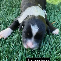 Jasmine (10-12 lbs), a female Miniature Aussiedoodle for sale in Bakersfield, CA – Photo 1 of 2